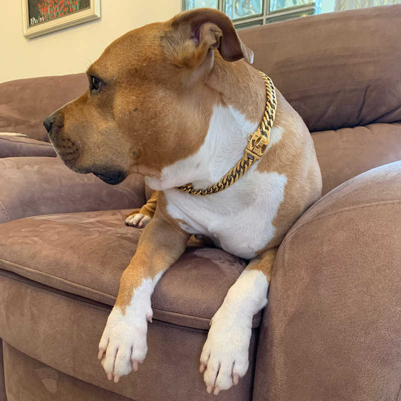 Gold Stainless Steel Dog Collar and Leash for Pitbulls