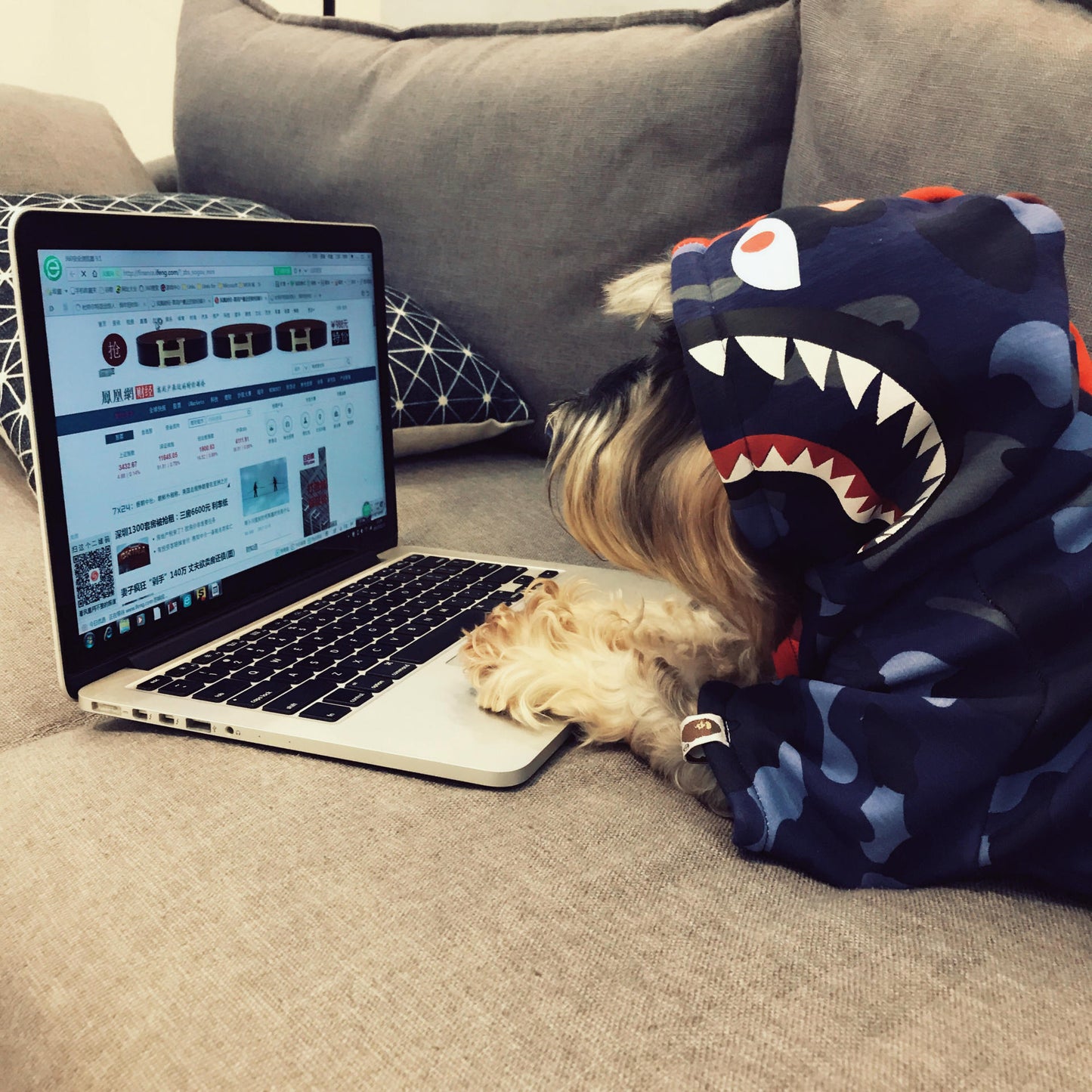 Thick Fall/Winter Pet Hoodie for Dogs and Cats