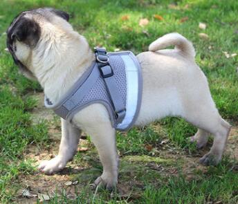 Fluorescent Harness for Small to Medium Dogs
