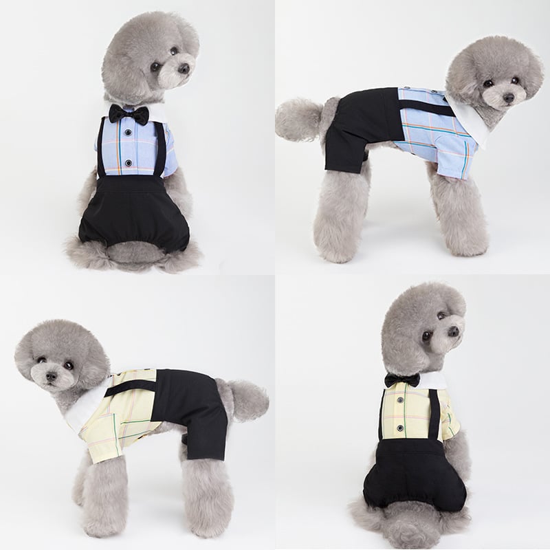 New Spring/Summer Dog Couple Outfits for Students
